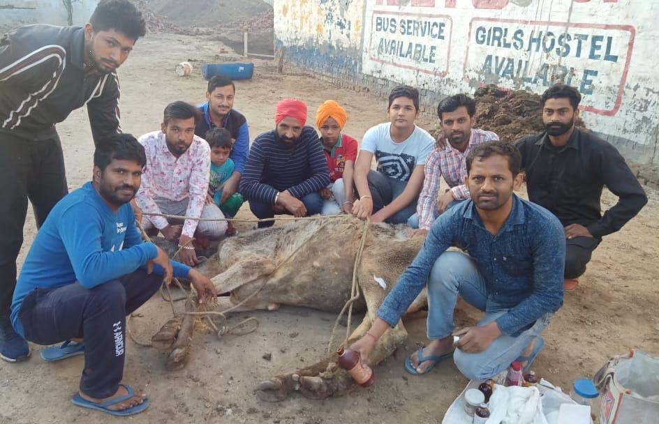 ਗਊ ਸੇਵਾ ਮੰਡਲ ਫੱਟਡ਼ ਗਊਆਂ ਦਾ ਇਲਾਜ ਕਰ ਕੇ ਕਰ ਰਿਹੈ ਮਹਾਨ ਕੰਮ