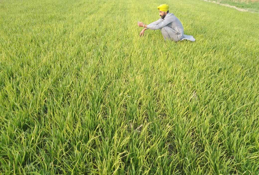 sangrur