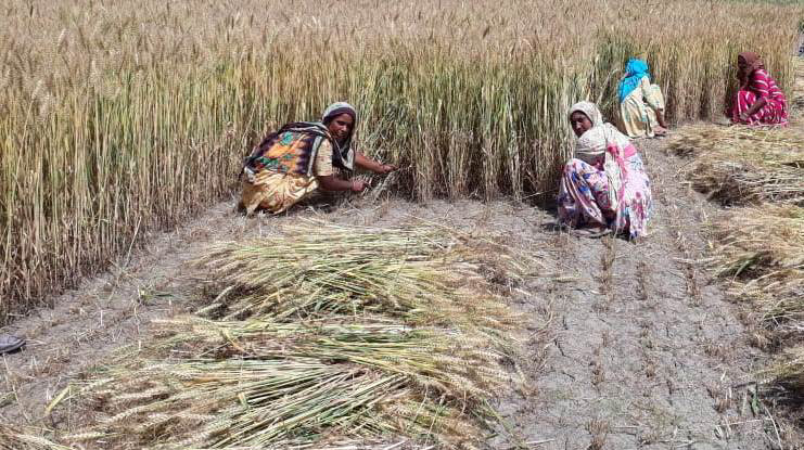 ‘ਦਾਤੀ ਨੂੰ ਲਵਾ ਦੇ ਘੁੰਗਰੂ, ਹਾਡ਼੍ਹੀ ਵੱਢੂੰਗੀ ਬਰਾਬਰ ਤੇਰੇ’