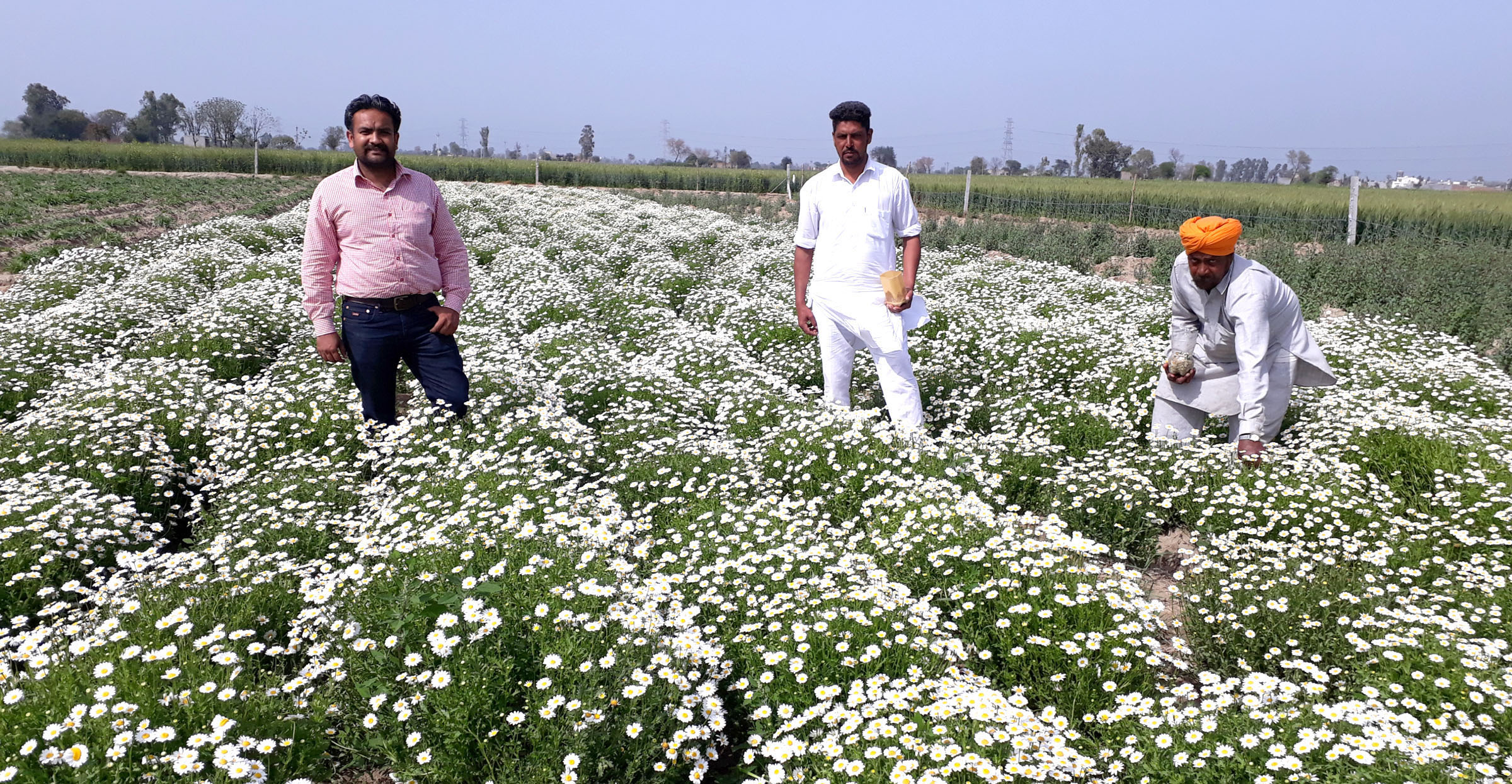 sangrur