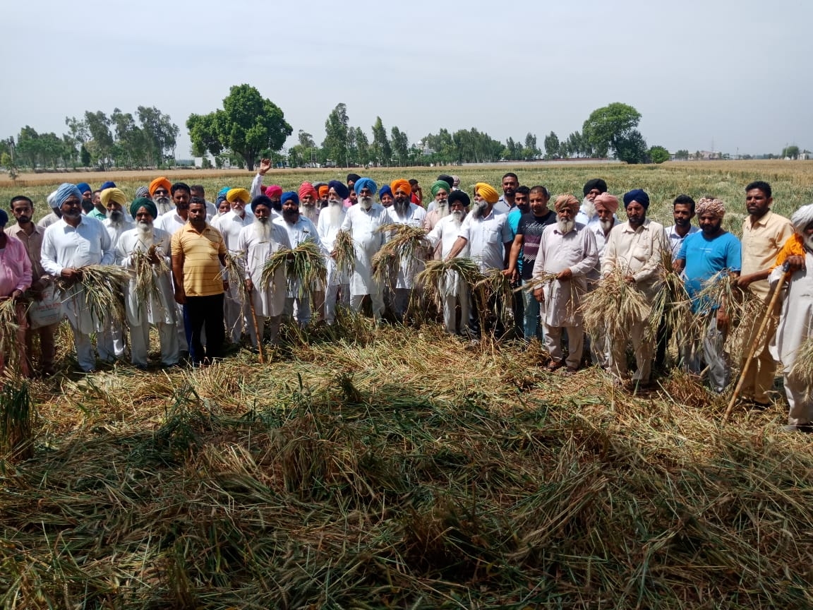 ਧਾਰਮਕ ਸਥਾਨ ਦੇ ਸ਼ਰਧਾਲੂਆਂ ਨੇ ਕੱਟੀ ਕਿਸਾਨ ਦੀ ਕੱਚੀ ਫਸਲ