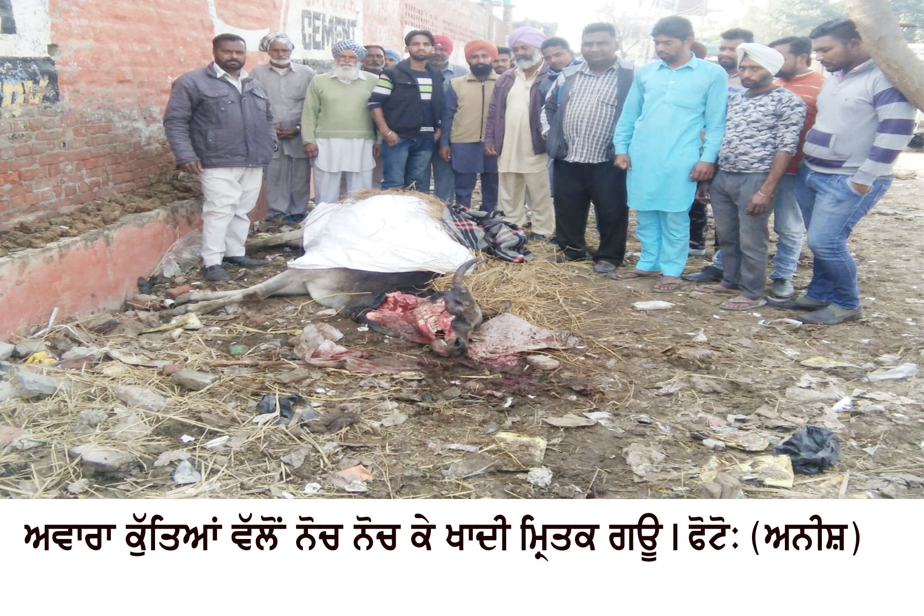 ਮ੍ਰਿਤਕ ਗਊ ਨੂੰ ਆਵਾਰਾ ਕੁੱਤਿਆਂ ਨੋਚ-ਨੋਚ ਖਾਦਾ