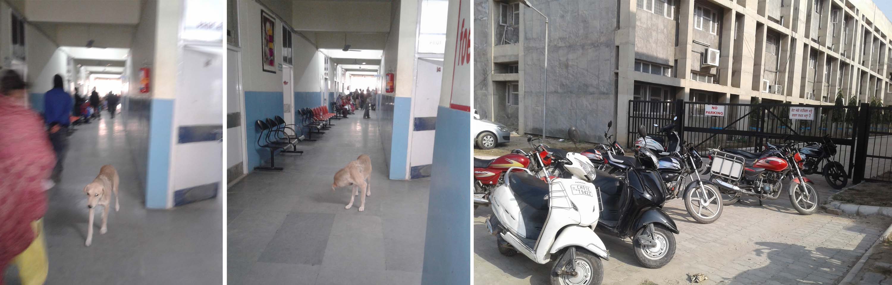 ਮੈਡੀਕਲ ਹਸਪਤਾਲ ਬਣਿਆ ‘ਆਵਾਰਾ ਕੁੱਤਿਆਂ ਦਾ ਹਸਪਤਾਲ’