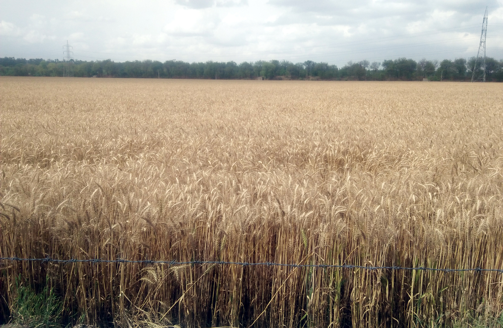 ਵਿਸਾਖੀ ਲੰਘਣ ਤੋਂ ਬਾਅਦ ਵੀ ਖੇਤਾਂ ’ਚ ਨਹੀਂ ਚੱਲੀਆਂ ਕੰਬਾਈਨਾਂ