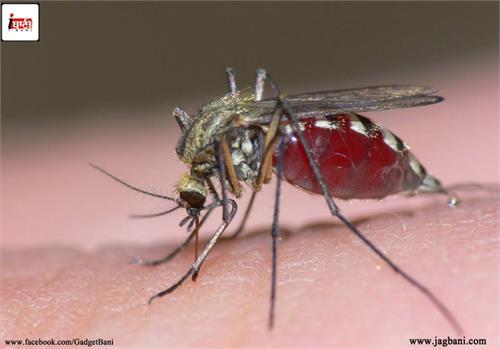why mosquitoes bite some people more than others