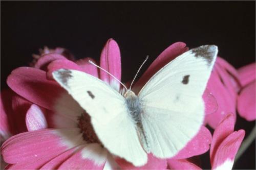 solar panels to make it better for butterfly inspired