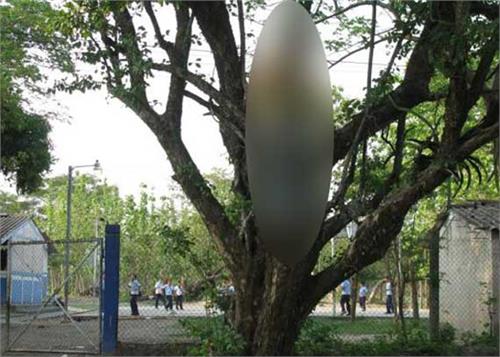 child s body found hanging from a tree