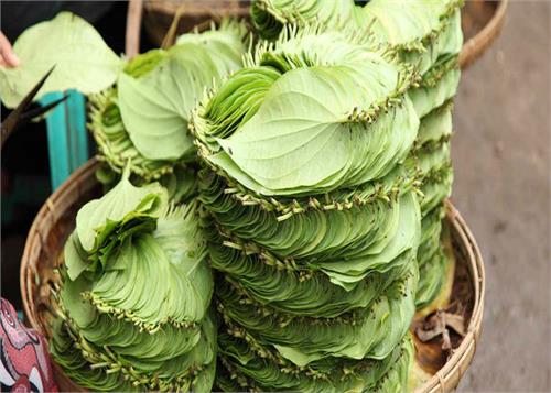 the advantages of eating betel leaves