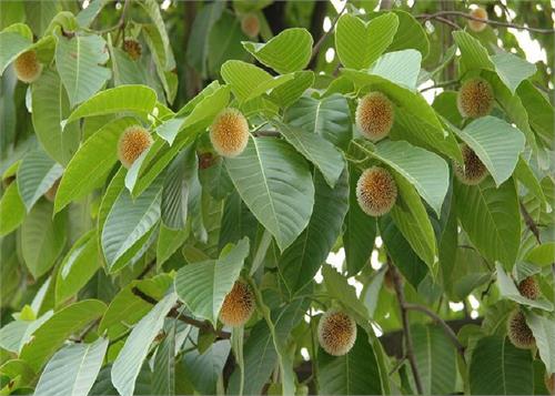 the fruit of this tree can be found in many diseases using the skins and leaves relief