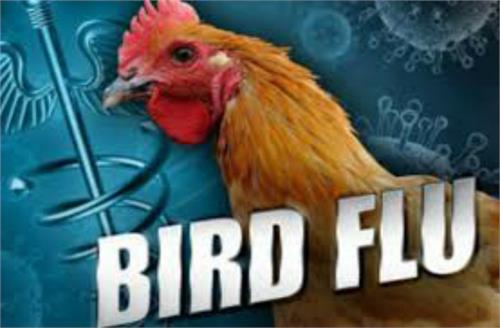 after dengue and chikungunya  bird flu  learn the symptoms