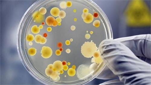 to extract more energy from waste could help eating bacteria