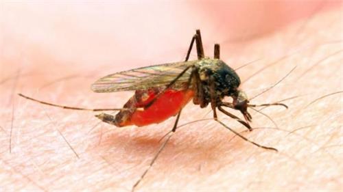 discover new drugs to combat malaria