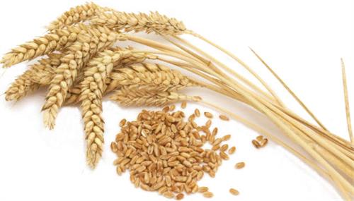 weak health wheat allergy