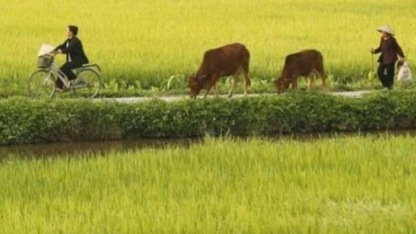 cows and rice paddies boost methane emissions researcher says