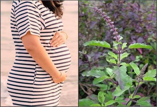 pregnancy would benefit by eating basil