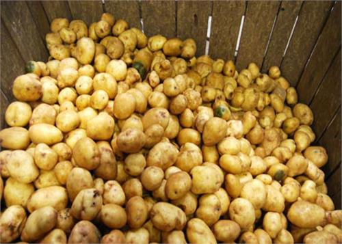 potato prices up by 20  due to unnecessary purchase