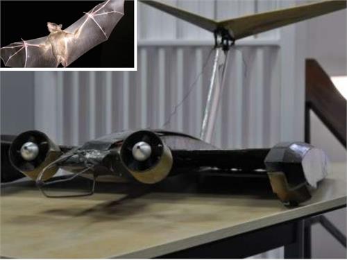 inspired by bats scientist make shape shifting wings