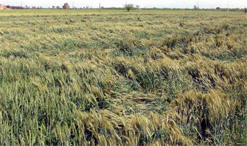rain and strong winds have damaged the golden crop