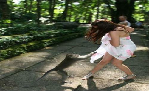 naughty monkey teases girls