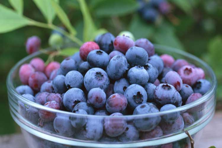 learn blueberry benefits of eating