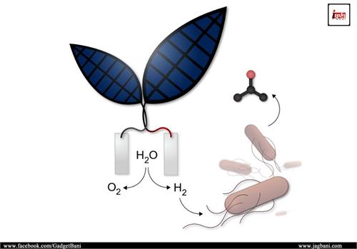 this bionic leaf can convert sunlight into liquid fuel