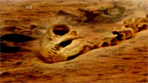 nasa finds dinosaur skeleton on mars its true or false