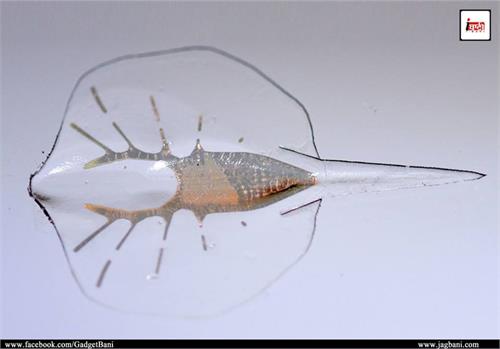 harvard researchers built a living robot out of rat hearts