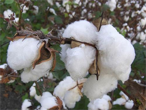 bathinda  cotton  government purchase