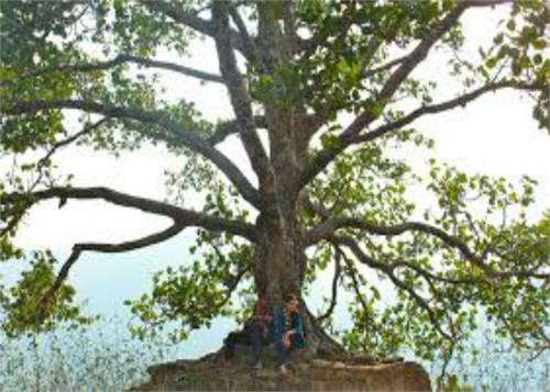 maintain its importance for centuries pipal disease