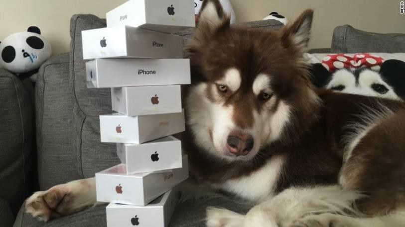 chinese billionaires son purchases eight iphone 7 smartphones for his dog