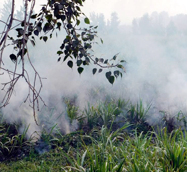 ਗੰਨੇ ਦੇ ਖੇਤ ''ਚ ਲੱਗੀ ਅੱਗ; ਇਕ ਲੱਖ ਰੁਪਏ ਦਾ ਹੋਇਆ ਨੁਕਸਾਨ