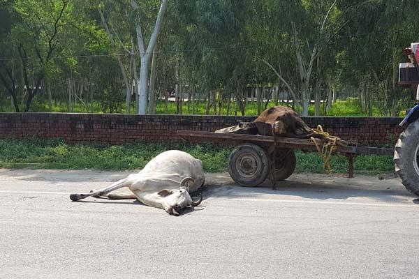 dead animals have a headache for people