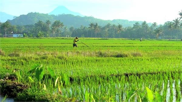 direct subsidy january 1 on fertilizers