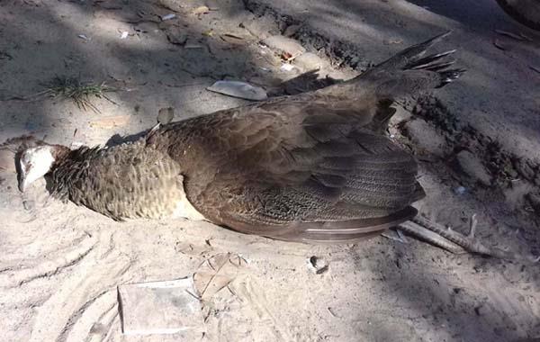 peacock dead due to the apathy of the administration