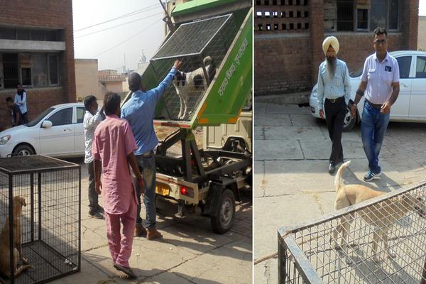 poor campaign to control the growing number of dogs