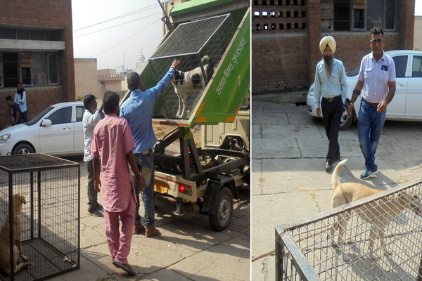 ਕੁੱਤਿਆਂ ਦੀ ਵਧ ਰਹੀ ਗਿਣਤੀ ''ਤੇ ਕਾਬੂ ਪਾਉਣ ਲਈ ਵਿੱਢੀ ਮੁਹਿੰਮ