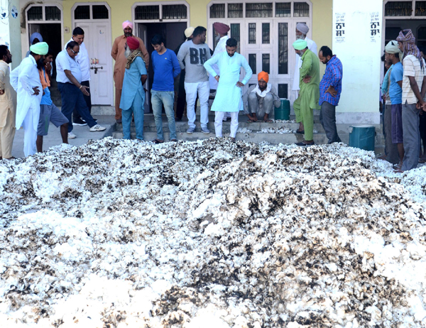 ਅਨਾਜ ਮੰਡੀ ''ਚ ਨਰਮੇ ਦੀਆਂ ਚਾਰ ਢੇਰੀਆਂ ਨੂੰ ਅੱਗ ਲੱਗਣ ਨਾਲ 16 ਕੁਇੰਟਲ ਨਰਮਾ ਸੜਿਆ