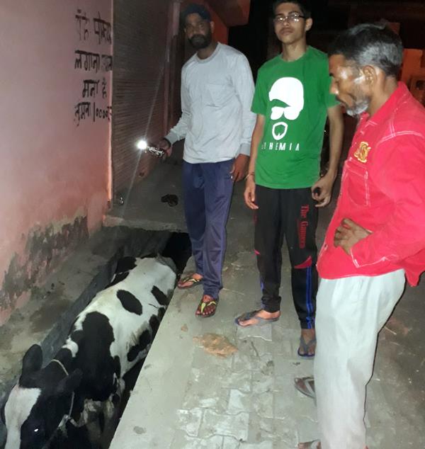 the helpless cow falls into the brook