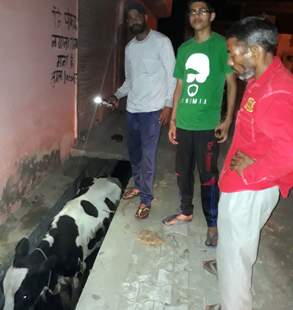 ਬੇਸਹਾਰਾ ਗਾਂ ਨਾਲੇ ''ਚ ਡਿੱਗੀ