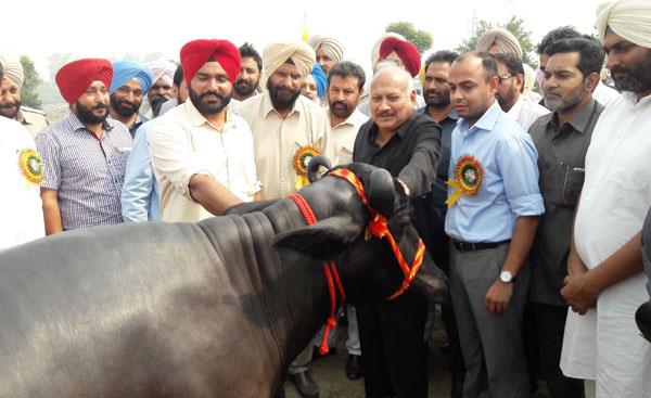 simon was feted from brazil to improve the breed of cattle