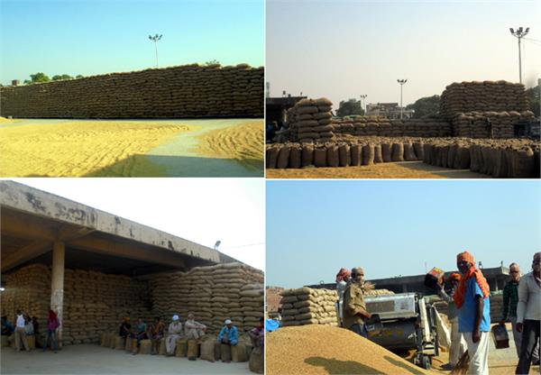 2 lakh quintal paddy lifting in rupnagar grain market