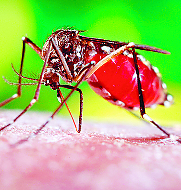 ਪੰਜਾਬ ''ਚ ਡੇਂਗੂ ਦੇ ਮਰੀਜ਼ਾਂ ਦੀ ਗਿਣਤੀ 6099 ਹੋਈ