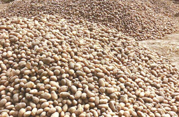 after the ban  the bumper crop of potatoes turned to farmers