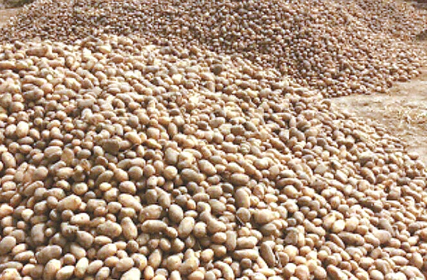 ਨੋਟਬੰਦੀ ਤੋਂ ਬਾਅਦ ਆਲੂਆਂ ਦੀ ਬੰਪਰ ਫਸਲ ਨੇ ਕਿਸਾਨਾਂ ਨੂੰ ਰੁਲਾਇਆ