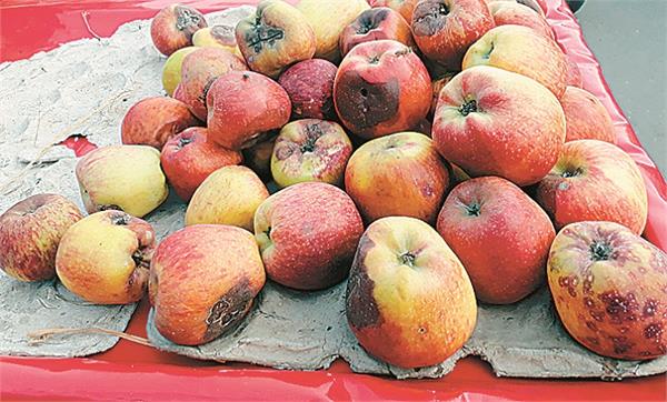 market is rampant with rotten fruit