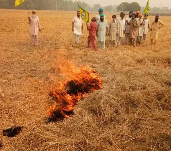 farmers gather together and set fire to the straw