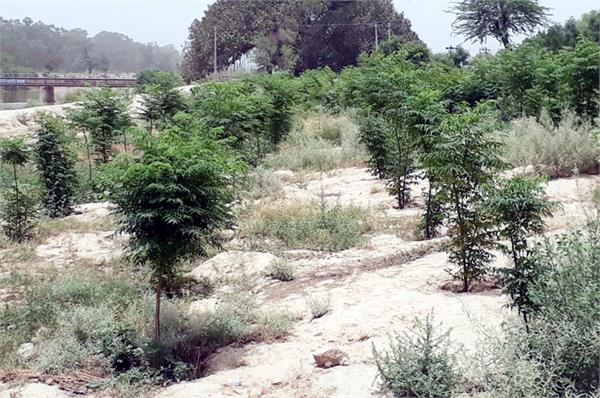 tree plantation