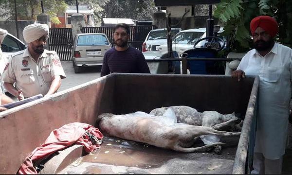 2 ਪਿੱਟ ਬੁੱਲ ਕੁੱਤਿਆਂ ਨੂੰ ਗੋਲੀਆਂ ਨਾਲ ਮਾਰਿਆ