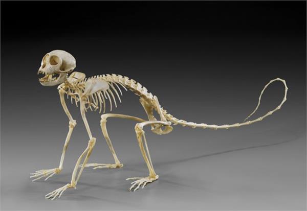 ਬ ਂਦਰ ਦ  ਪ ੰਜਰ ਕੁਰ ਲ   monkey skeleton  kurali