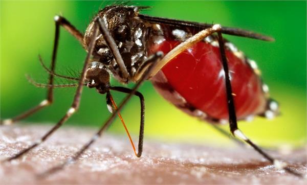 dengue in chandigarh